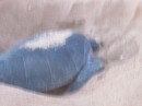 Another turtle in the process of laying eggs.  This nesting activity takes place all night but to get photos we visited the beach in the morning and caught the stragglers in enough light to get photos.