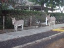 There are lots of feral donkeys on the island and they seem to have the run of the place