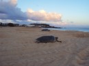 Here you can see a couple of turtles headed back to the sea