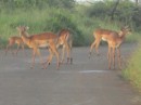 Lots of Impalas