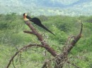 This is a long tailed paradise whydah (Spitzschwanz paradeiswitwe).  This is the best picture we got that shows the unusual tail plumage of this bird.