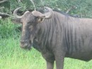 Here is another cape buffalo who is looking at us like we smell bad.  Well I have new for him, he does not smell that great either.