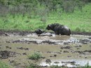 Here are a couple of Cape Buffalo wallowing in the mud to cool off and control insect parasites.  These animals are considered the most dangerous of the "Big Five" game animals in Afirca.  Their horns do such a good job of protecting the front of their head that shots from the side are usually needed to bring them down.