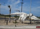 This mounted whale skeleton is at the entrance to the town of San Carlos.