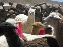 Here are a few llamas and alpacas together,