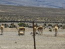 These are Vicunas doing their thing, which is mostly eating. As you can see from the surrounding landscape, life is not easy for these critters.
