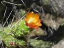 I think this cactus is the same species that blooms in the desert near Palm Springs.  They were very abundant at Colca Canyon.