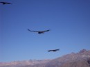 Three at once.  We probably saw a total of between 20 and 30 of the birds at Cruz del Condor.