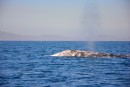 The whales would blow a spout  once in a while.  Usually we spotted them without seeing their spout