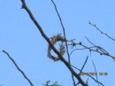 This one is an early stage nest but the nest building materials are brown which would suggest they were not woven in recently.   Maybe this one was a false start and the builder decided to start again on a different branch.