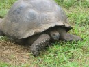 Another of the tortoises.