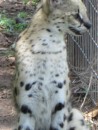 This is a Serval (Leptailurus serval).  DNA studies have shown that the serval is closely related to the African golden cat and the caracal.  