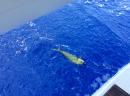 Caught a Mahi-mahi while sailing over to Cat Island. To bad we didn’t have 2 poles out!