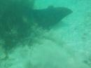 Eagle rays, Joyce sticking new camera underwater off moving bow of dinghy