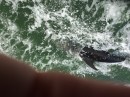 Dolphin beside our boat. ( sorry photos posted upside down)😪