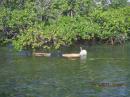 spear fishing through the mangroves