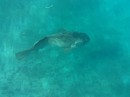 Goliath grouper swimming around our boat. They can weigh up to 800 pounds.  Mike thinks this one is around 300 to 400 pounds
There were 4 when Mike had his gopro out