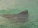 Spotted Eagle Ray -Musha Cay
