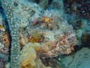 This is the scorpion fish