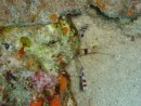 These coral shrimp are great fish cleaners