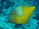 White Spotted filefish - orange phase, such an odd looking fish!