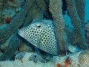 Spotted Trunkfish - one of my favorite pictures