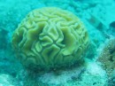 Coral - amazing