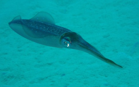 Squid - yes this is what they look like and they can change to purple and luminous colours