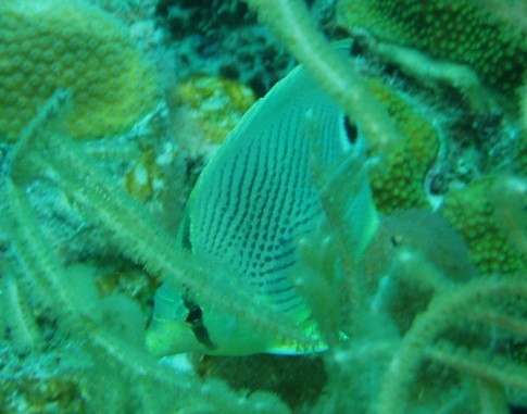 Foureye Butterfly fish - an appropriate name