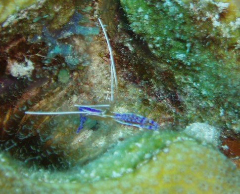 Blue cleaning shrimp 