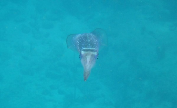 Friendly squid came to say hello as we snorkeled the Rhone