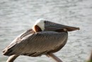 Resting Pelican - there are tons of them in the Virgins