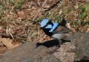 A Fairy Wren - very difficult to take a photo of as they flit around so fast.  Thought this one was so cute, especially as he has lost his tail!!