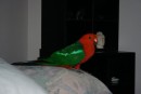 This King Parrot was very cheeky and decided to come into the house to watch television!!!