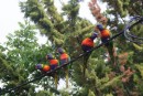 Rainbow Lorikeets who come to visit every day.  They are stunning.  