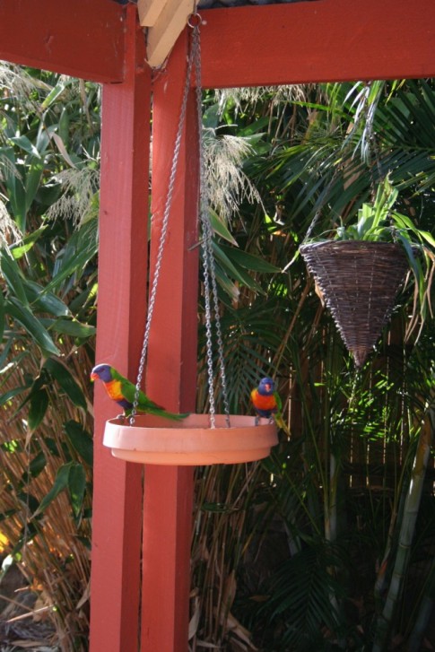 This Rainbow Lorikeet couple come for breakfast every morning 