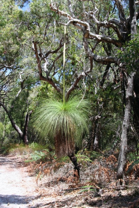 Zanthorea (or Blackboy) grass tree - very old.  Seen when we were doing a bush hike in Noosa