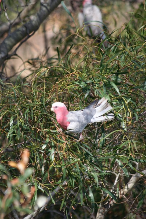 A galah.  Very common birds over here and rather pretty.  