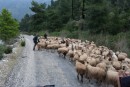 Just like New Zealand, but goats, block what is the main road on our tour