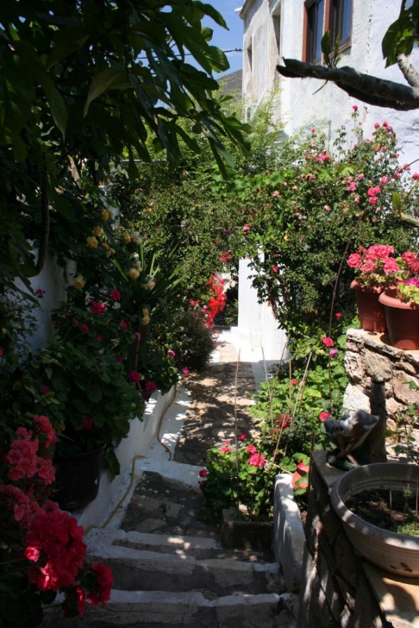 Just loved the flowers in this side street in Greece