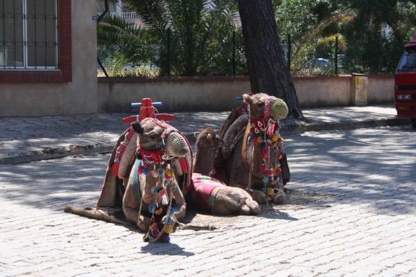 These camels where for hire in Kemer