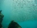 Shoal of anchovies Monkey Point
