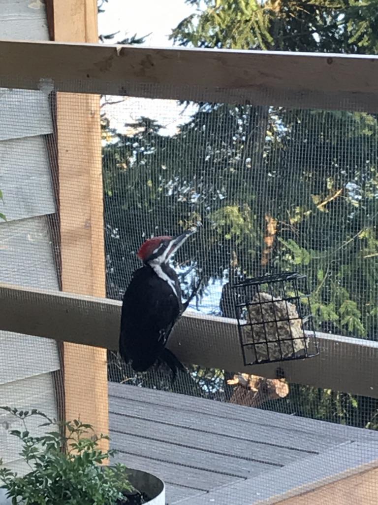 Lots of Birds: The birds are eating us out of house and home especially this magnificent woodpecker