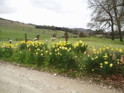 Wild daffs by the circle of stones