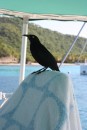 New Captain ... these birds are really friendly!