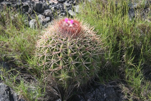 The cactus were beginning to flower
