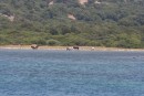 Wild ponies at Dip Burnu, fantastic anchorage just opposite Samos