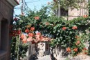 Loved these orange trailing flowers in Molivos