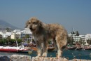 This dog was our guide around Kos Castle, he was delightful