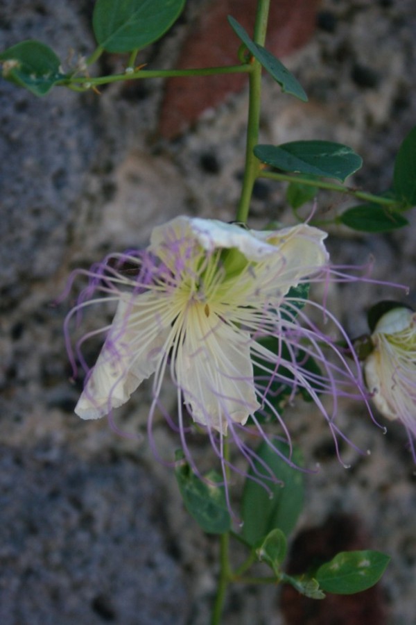 Flower from caper plant somehow growing on side of castle wall